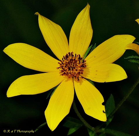 {Bidens polylepis}